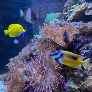 Meet your Posher, Star